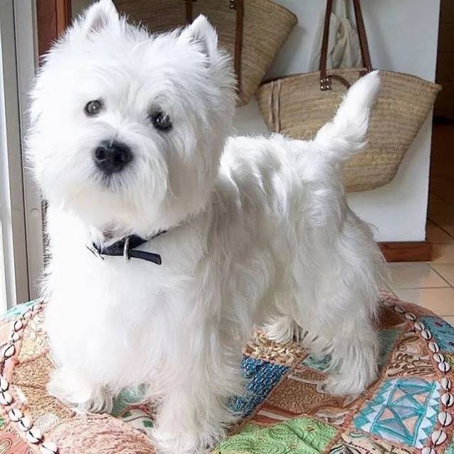 猫咪防疫证怎么办理——宠物主人的必备指南