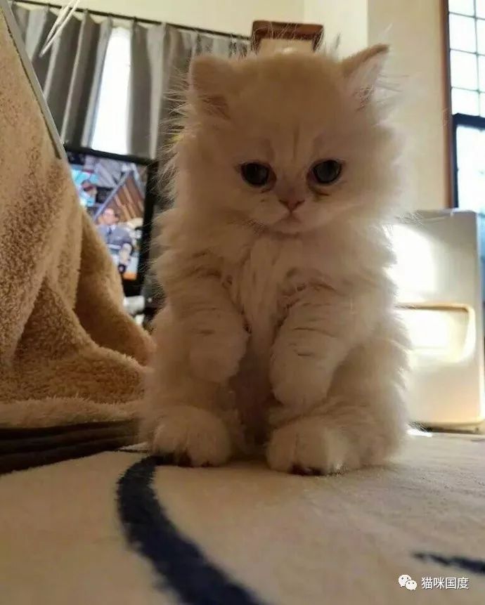 狗狗英文感悟：宠物的语言，跨越心灵的桥梁